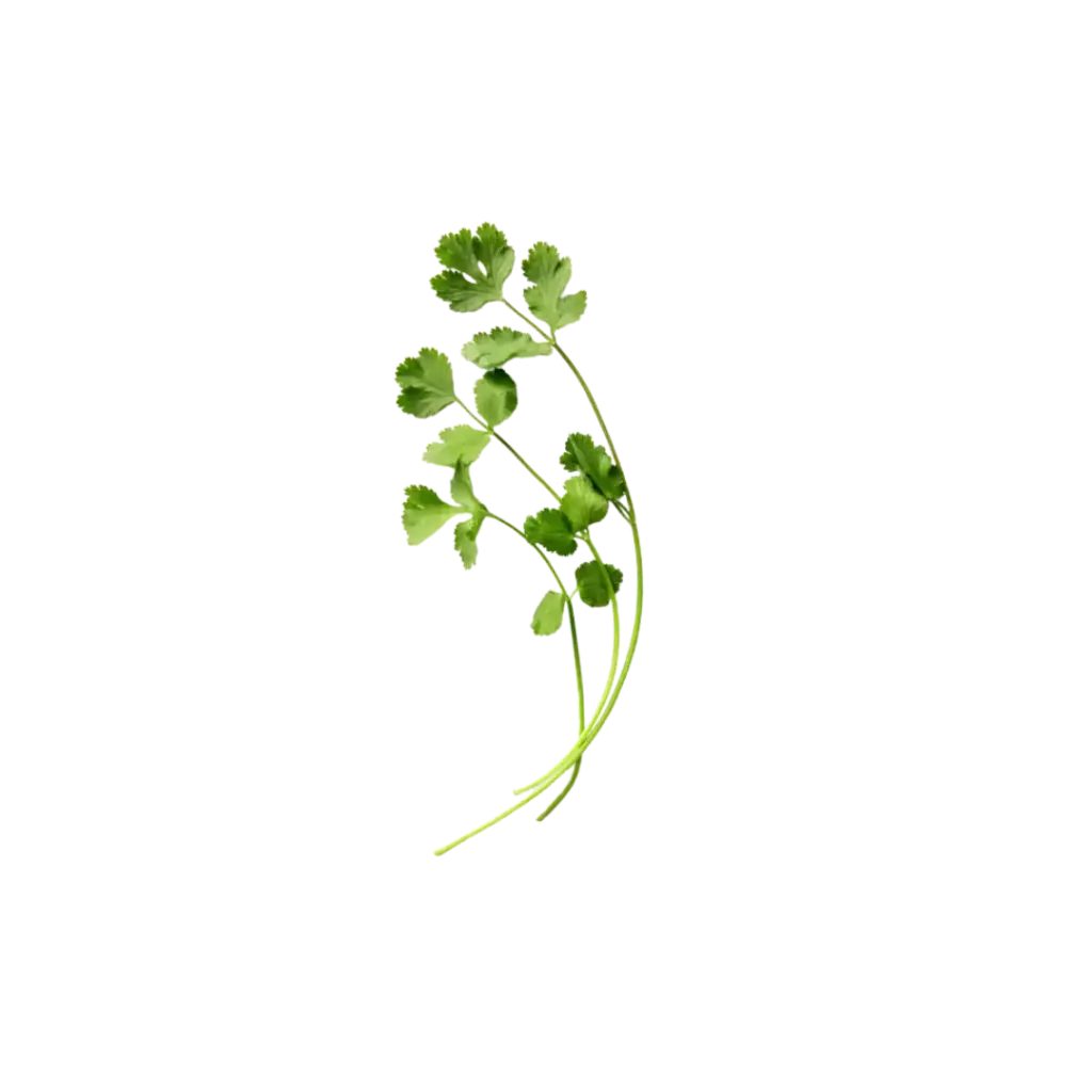 Cilantro / Mjo